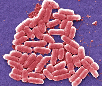 Image: Scanning electron micrograph of Escherichia coli (Photo courtesy of Janice Haney Carr/CDC).